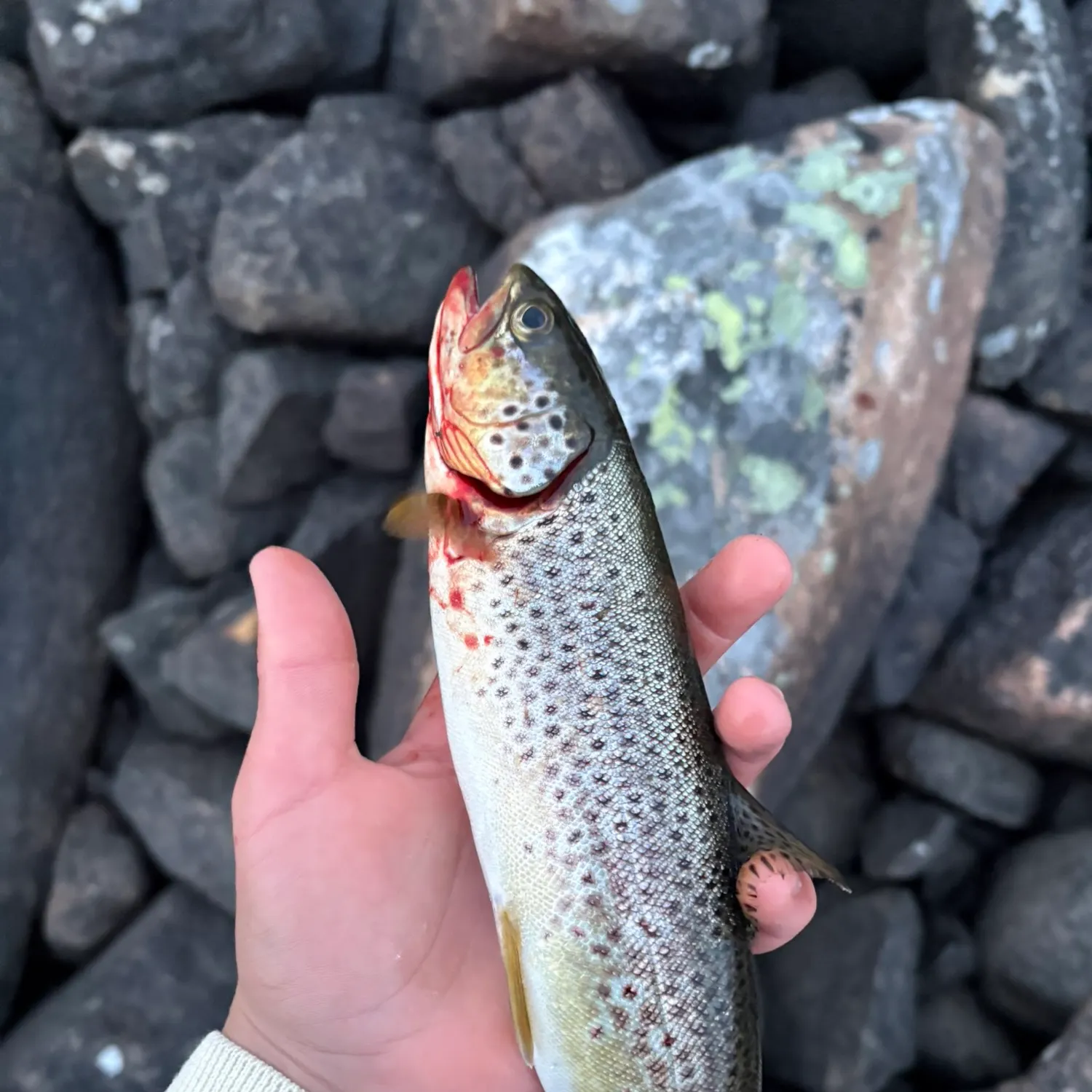 Brown trout caught on Fishbrain