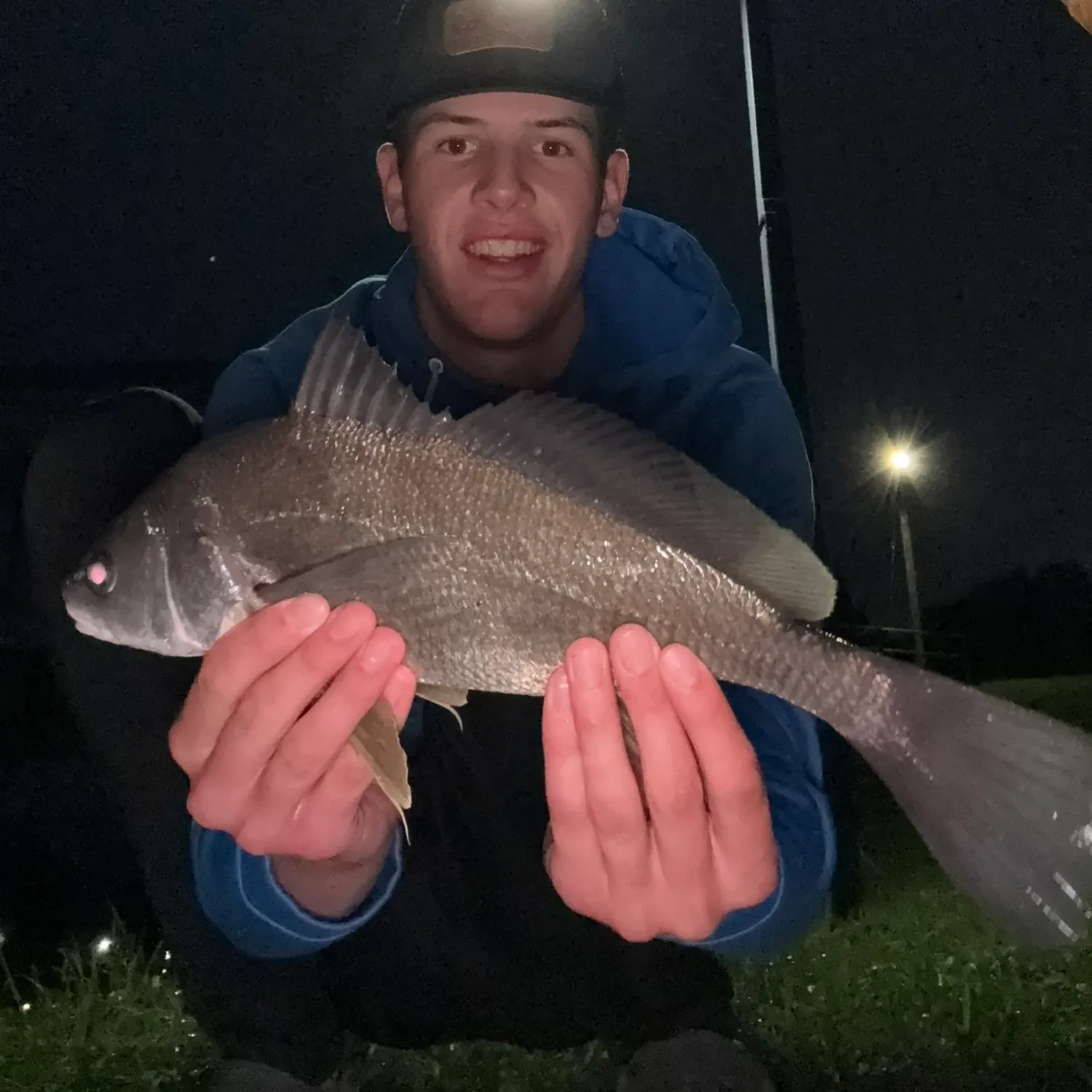 Freshwater drum caught on Fishbrain
