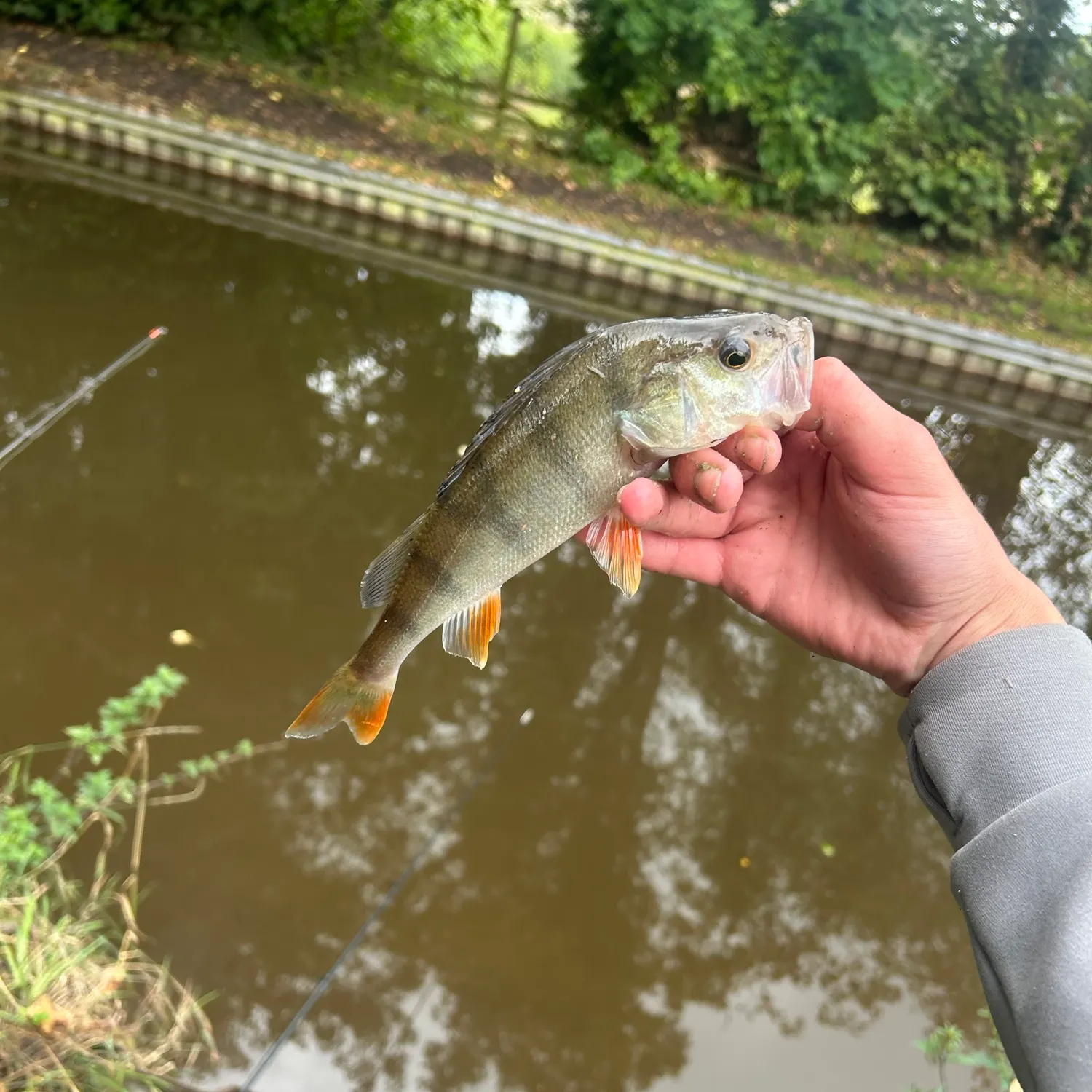European perch caught on Fishbrain