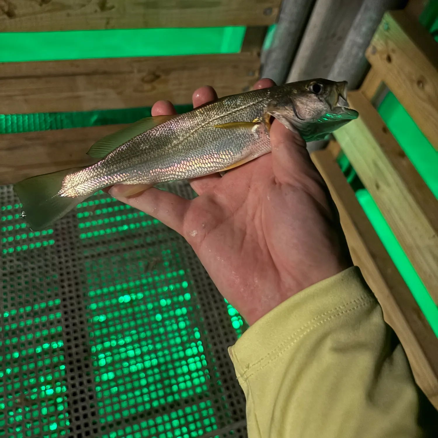 The most recent Sand seatrout catches on Fishbrain