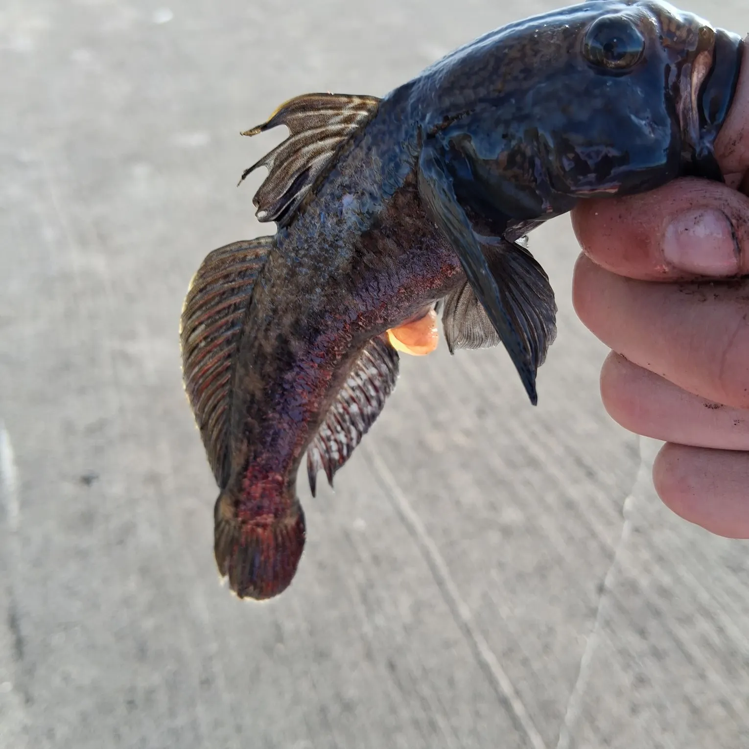 Round goby caught on Fishbrain