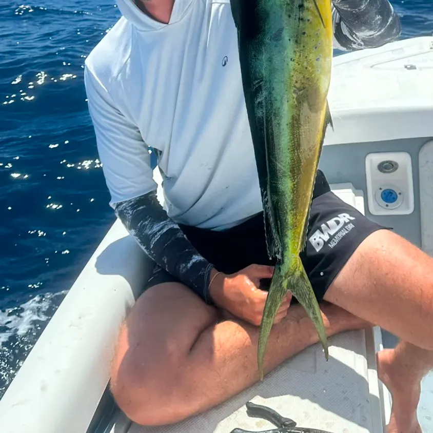Common dolphinfish caught on Fishbrain