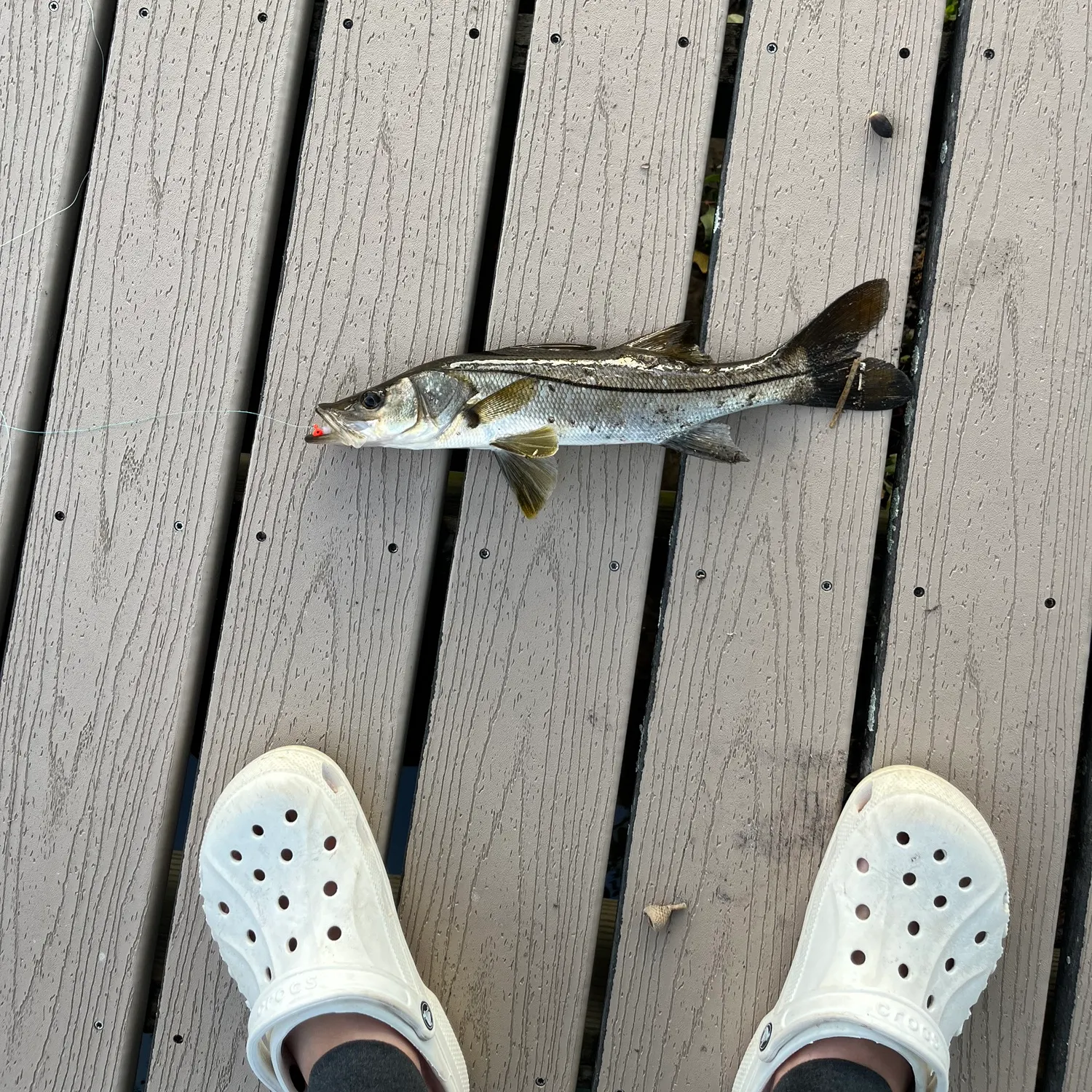 The most recent Common snook catches on Fishbrain