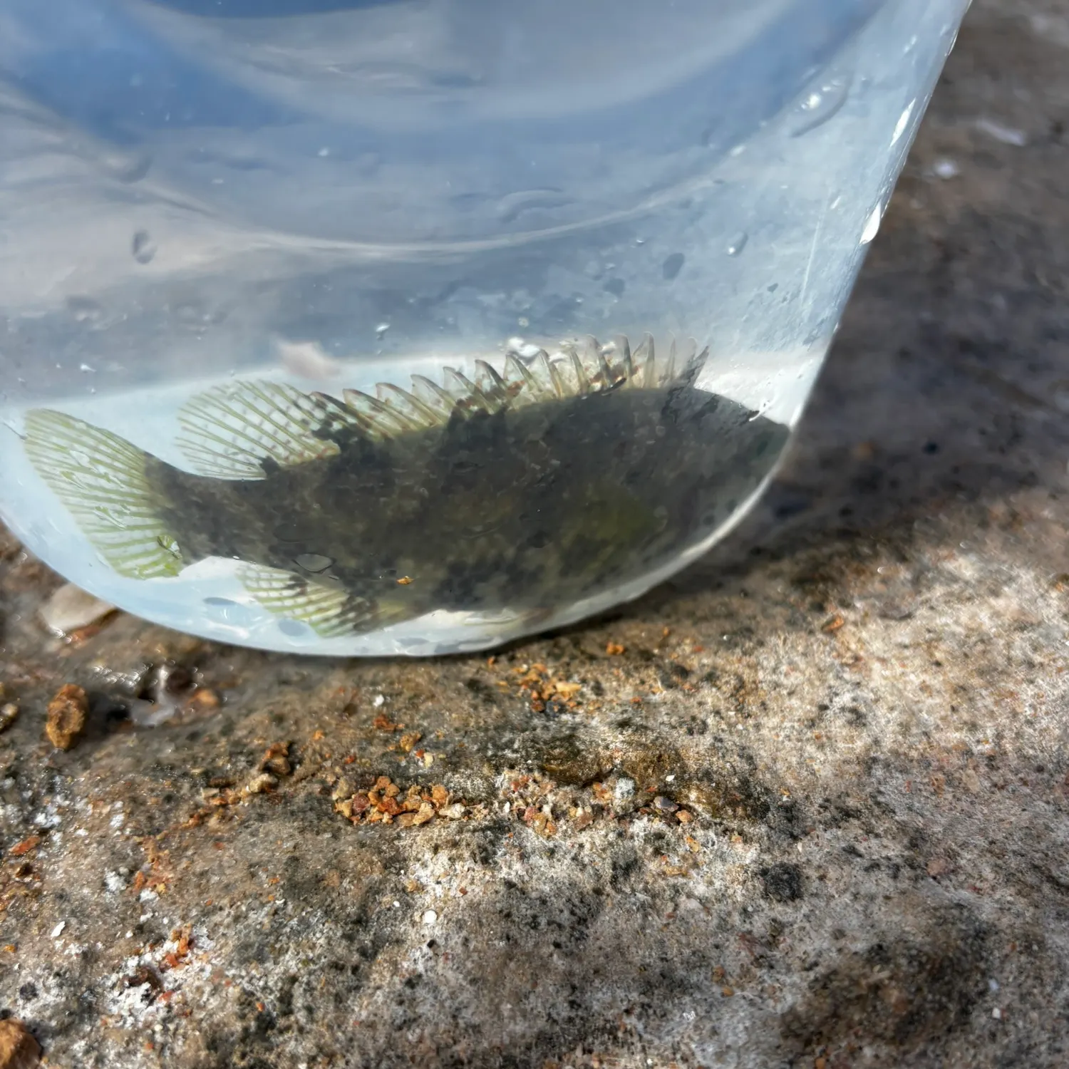 The most recent Corkwing wrasse catches on Fishbrain