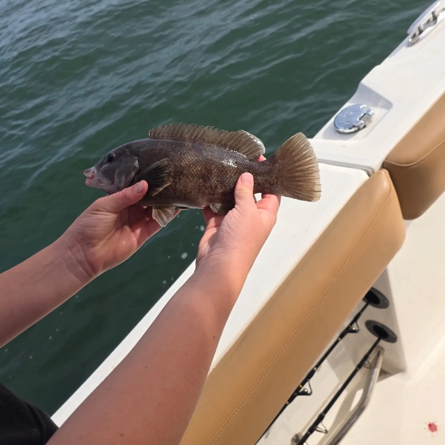 Tautog caught on Fishbrain