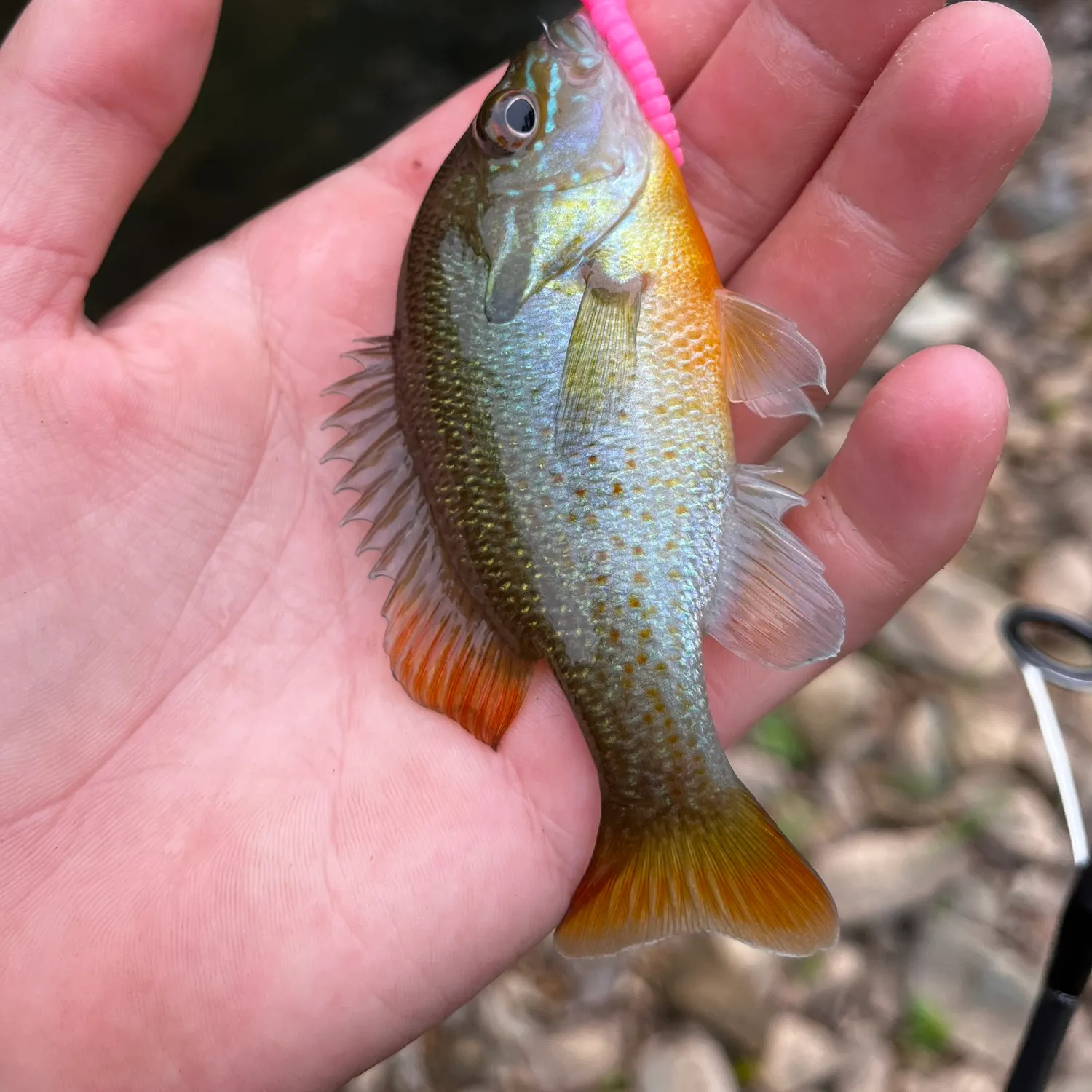 The most recent Redbreast sunfish x bluegill catches on Fishbrain