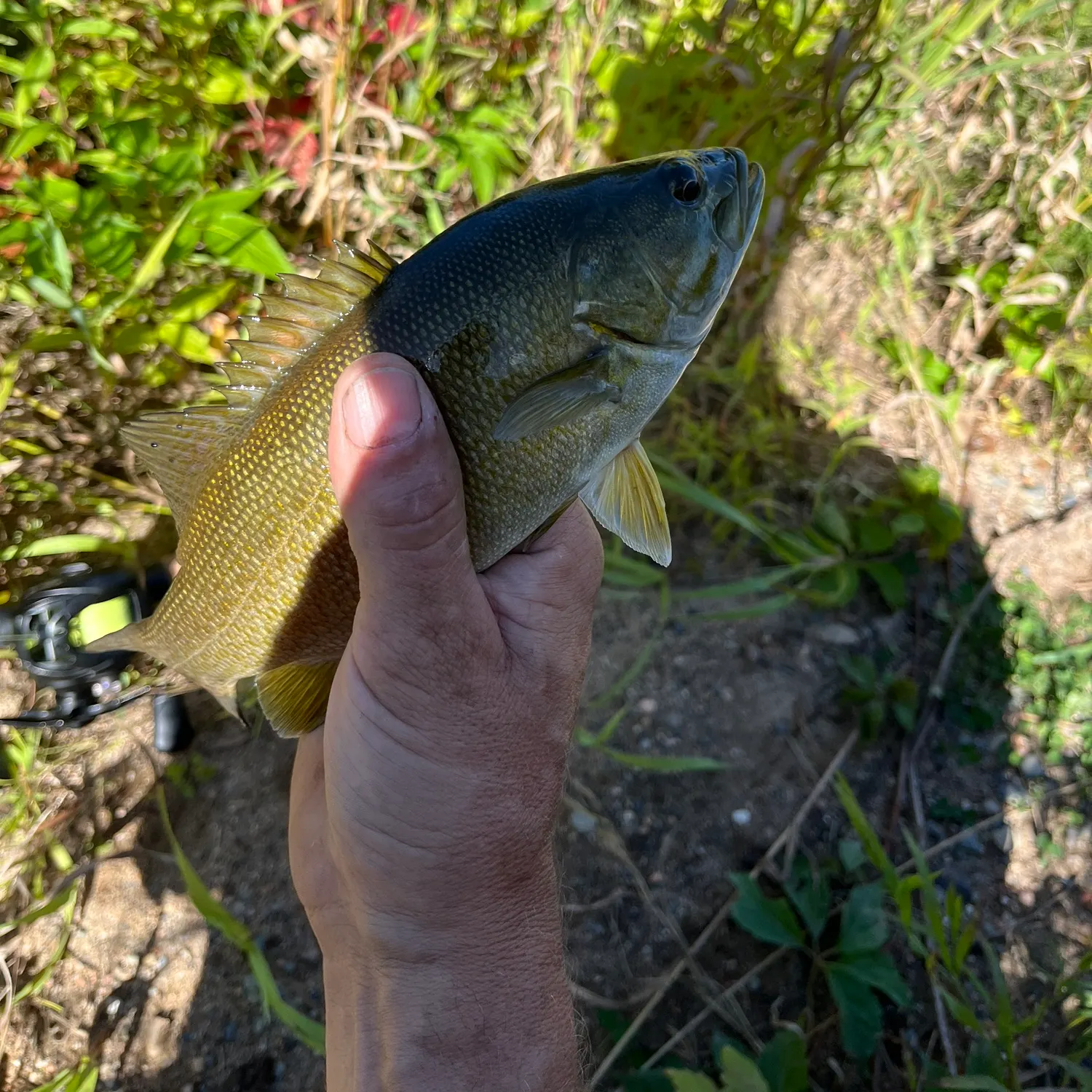 Smallmouth bass caught on Fishbrain