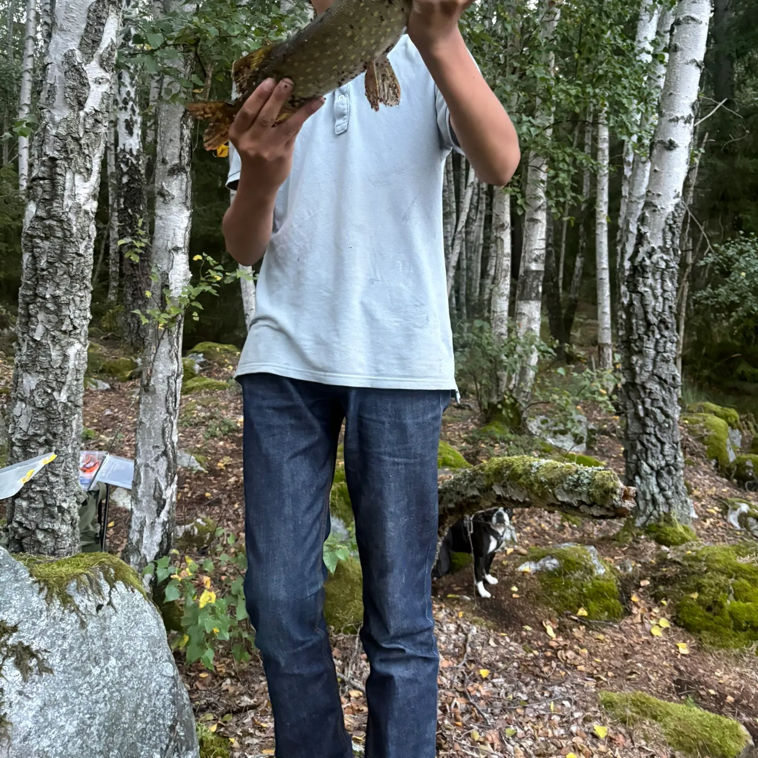 Northern pike caught on Fishbrain