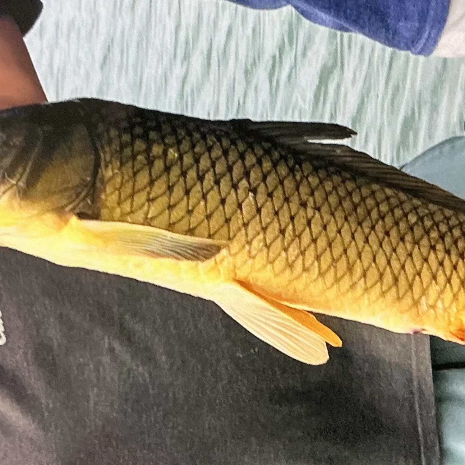 Common carp caught on Fishbrain