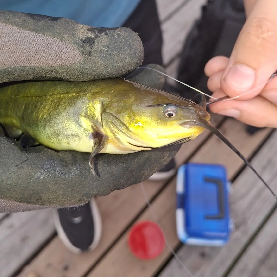Black bullhead caught on Fishbrain