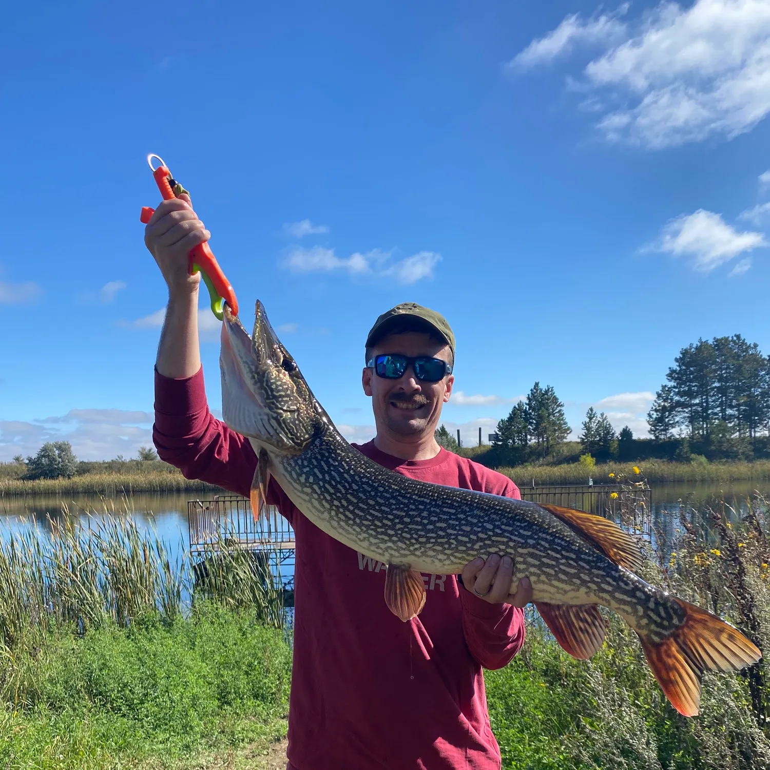 Northern pike caught on Fishbrain