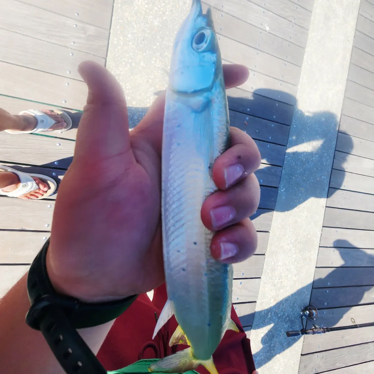 The most recent Ballyhoo halfbeak catches on Fishbrain