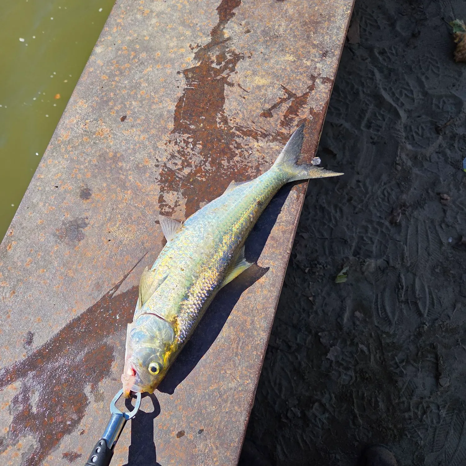 The most recent Skipjack herring catches on Fishbrain