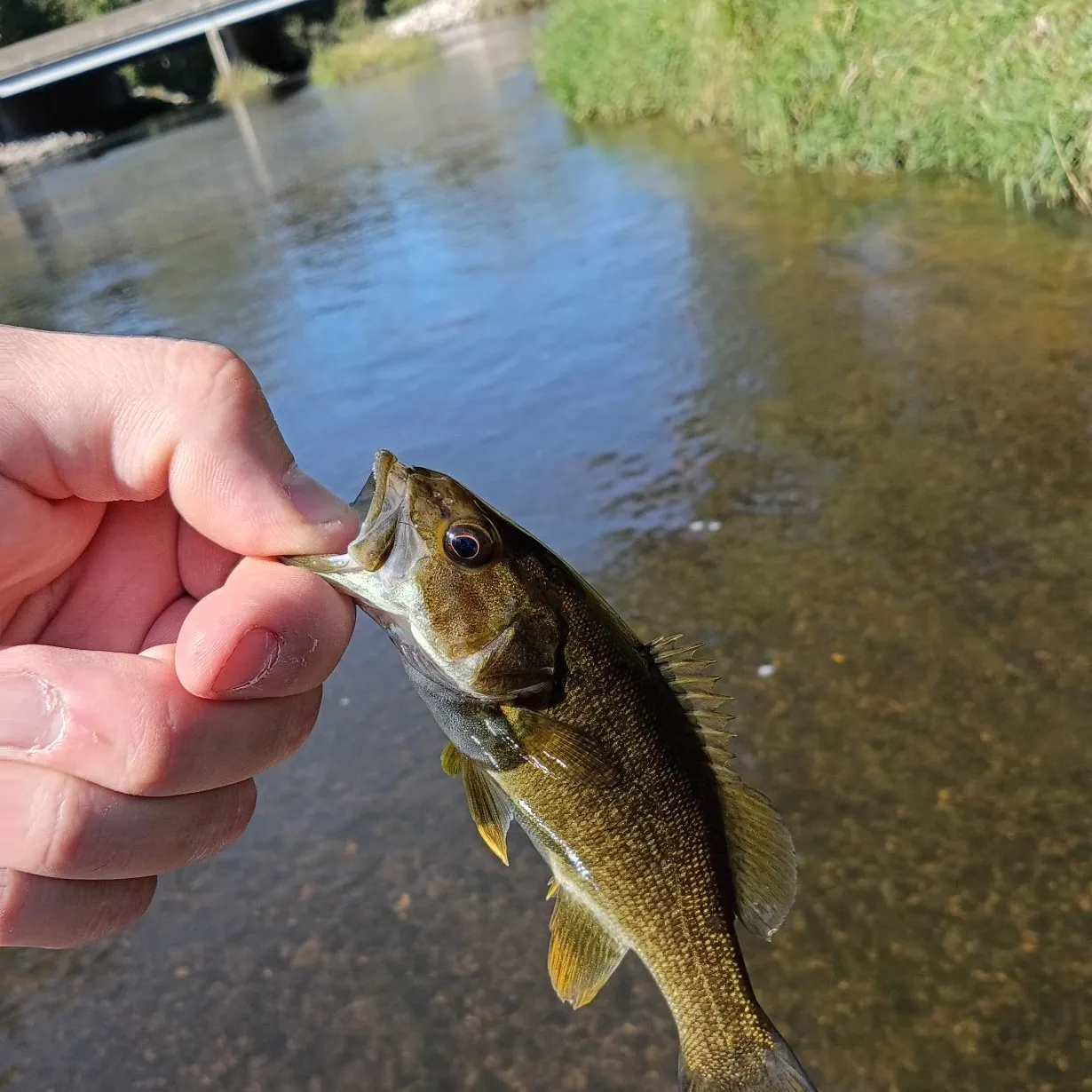 Smallmouth bass caught on Fishbrain