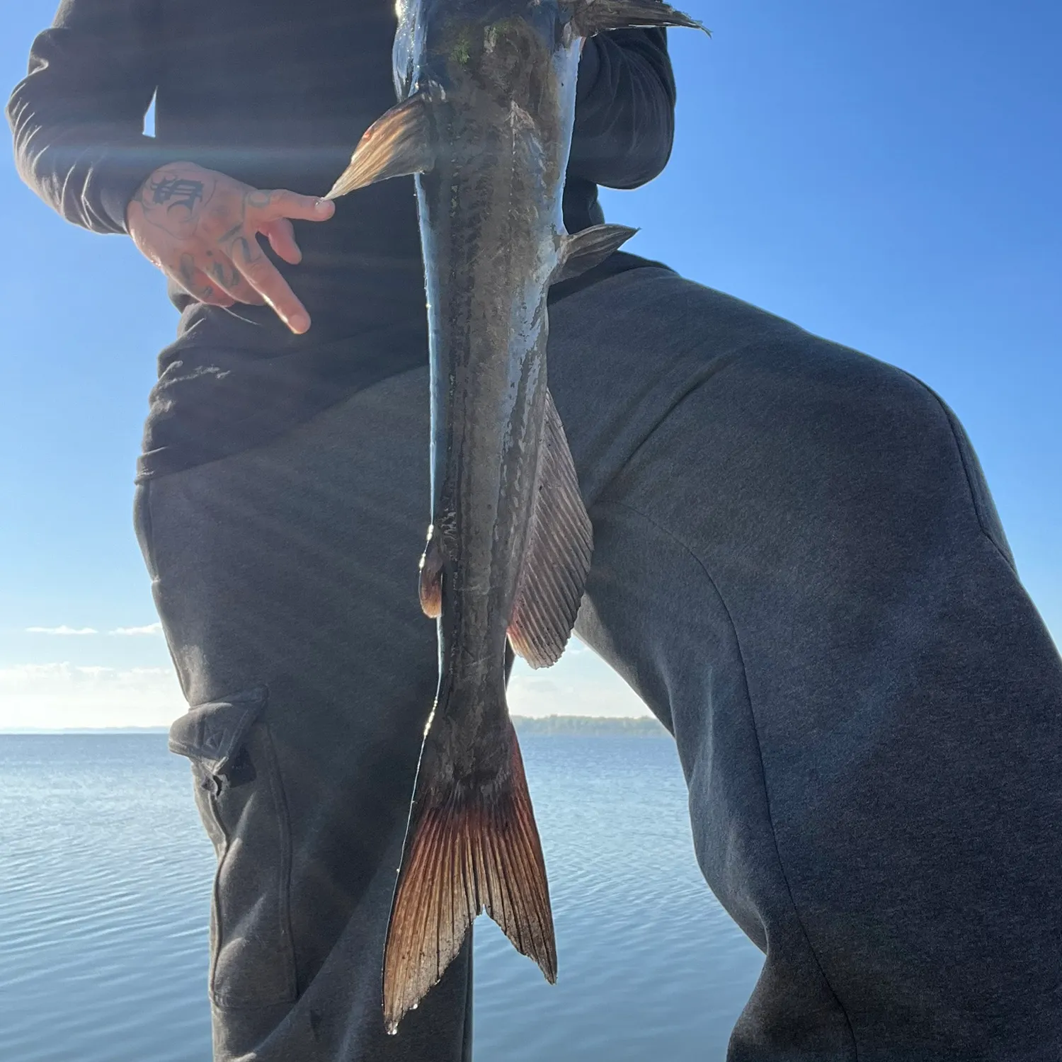 Fish caught on Fishbrain