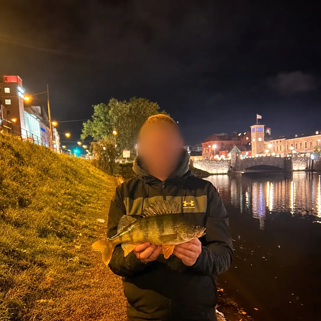European perch caught on Fishbrain