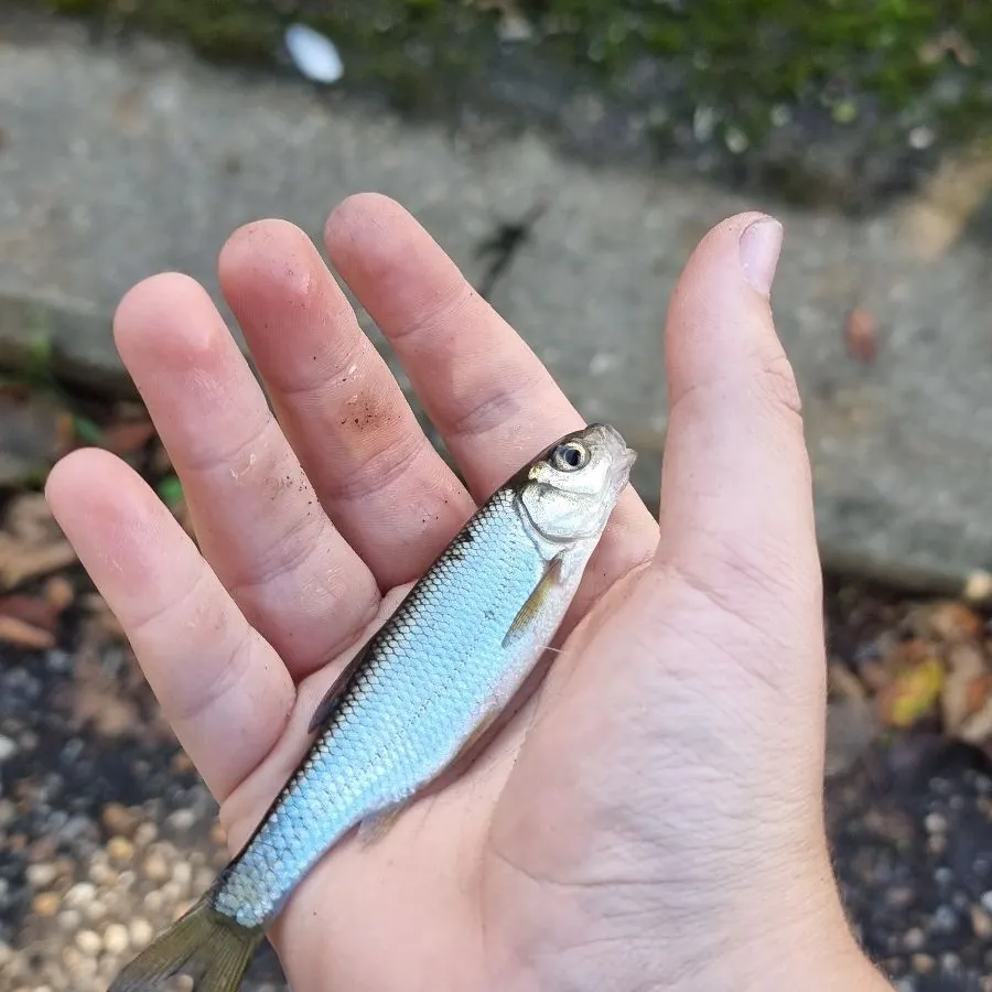 The most recent Common dace catches on Fishbrain
