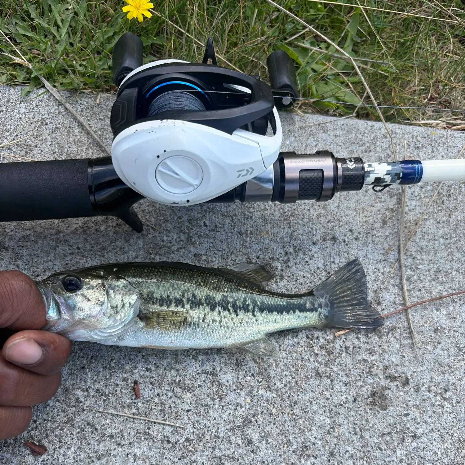 Largemouth bass caught on Fishbrain