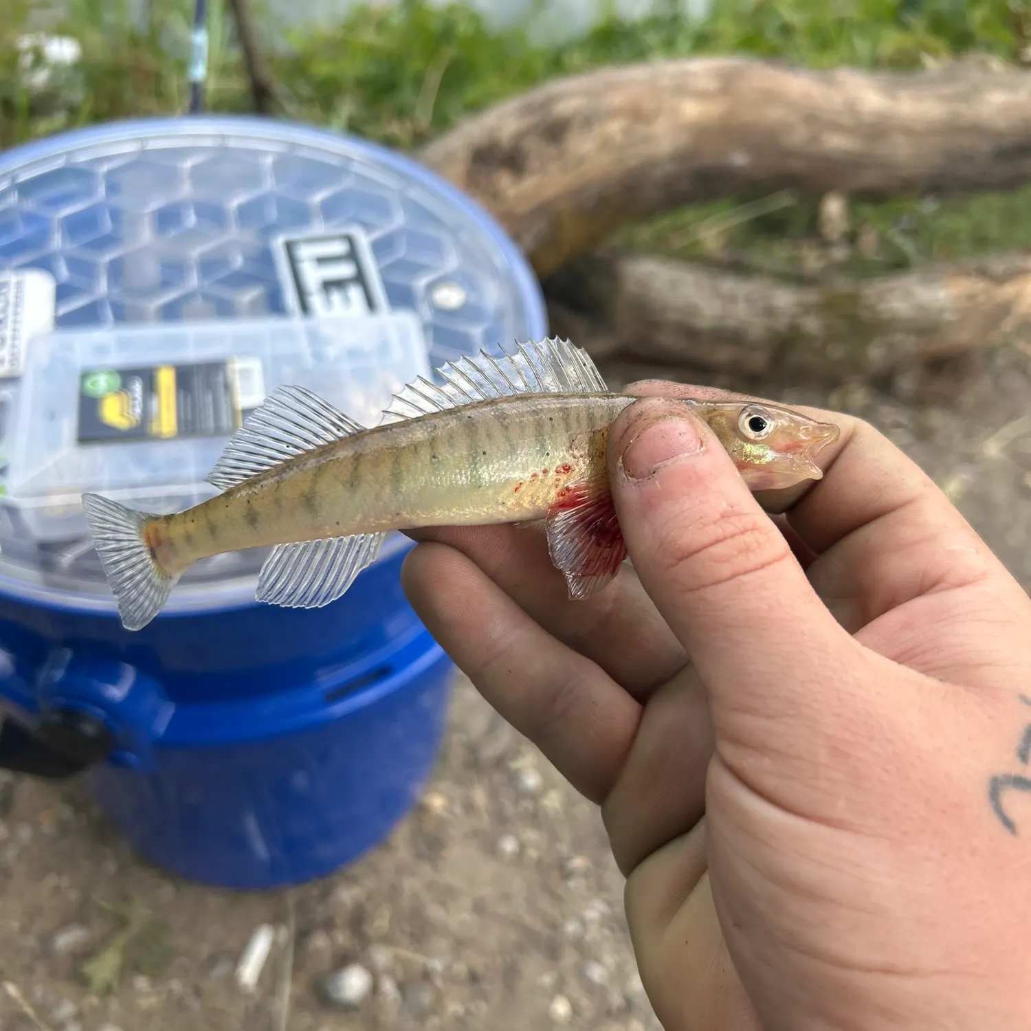 The most recent Common logperch catches on Fishbrain