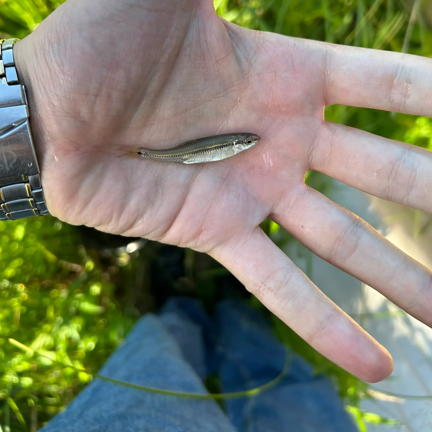 The most recent Bluntnose minnow catches on Fishbrain