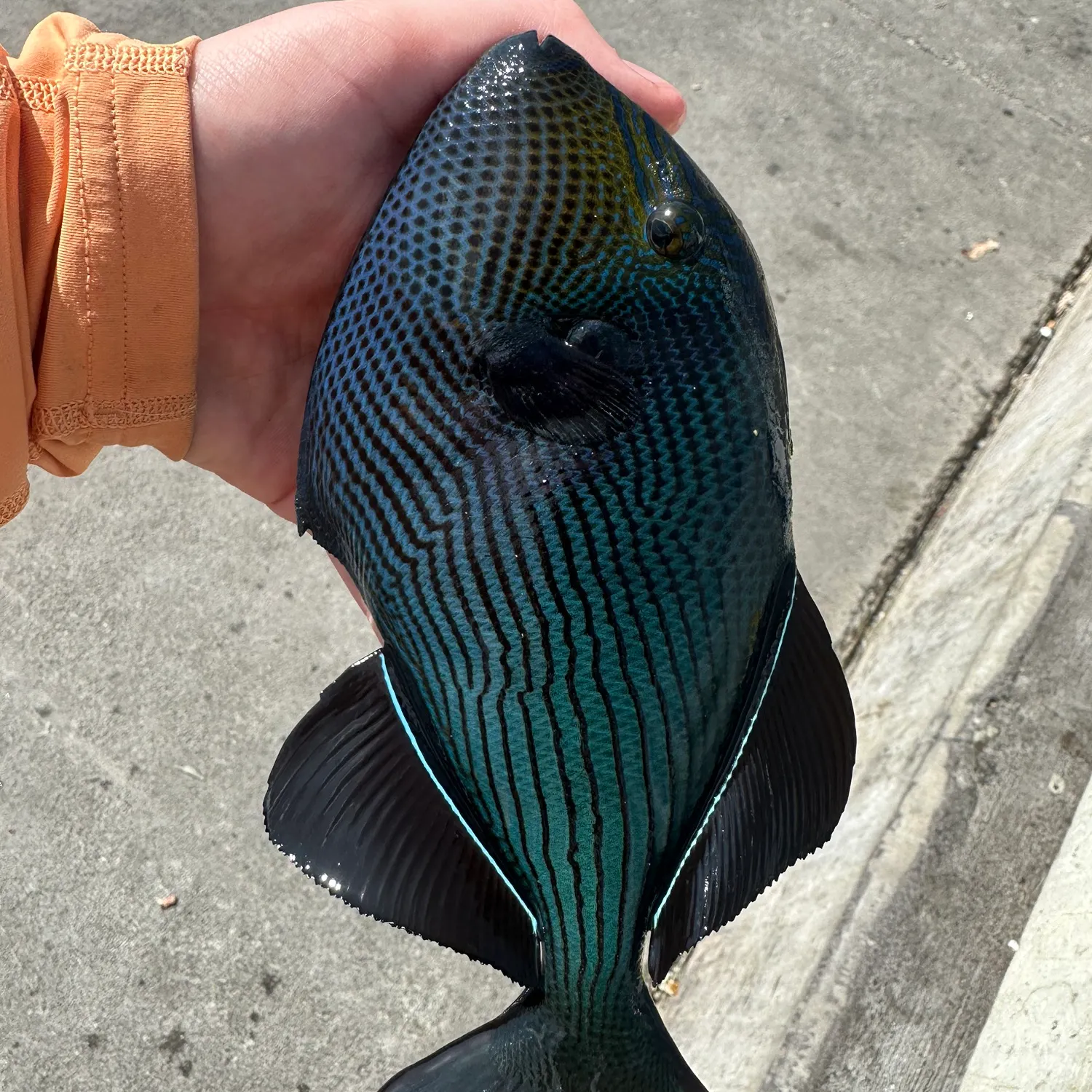 The most recent Black triggerfish catches on Fishbrain