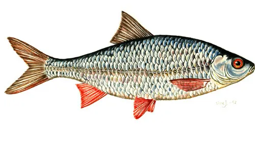 Baitfish
