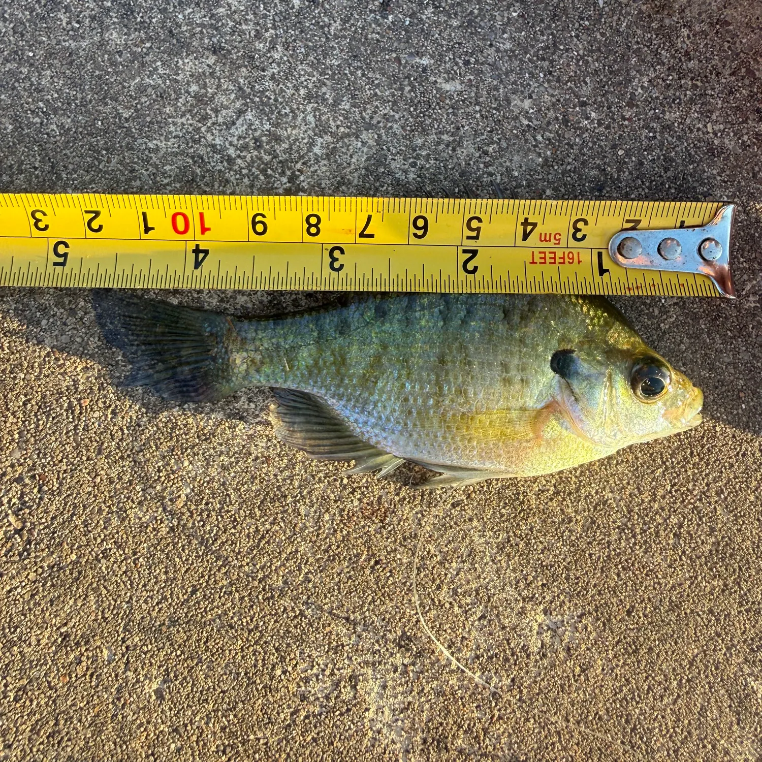 recently logged catches