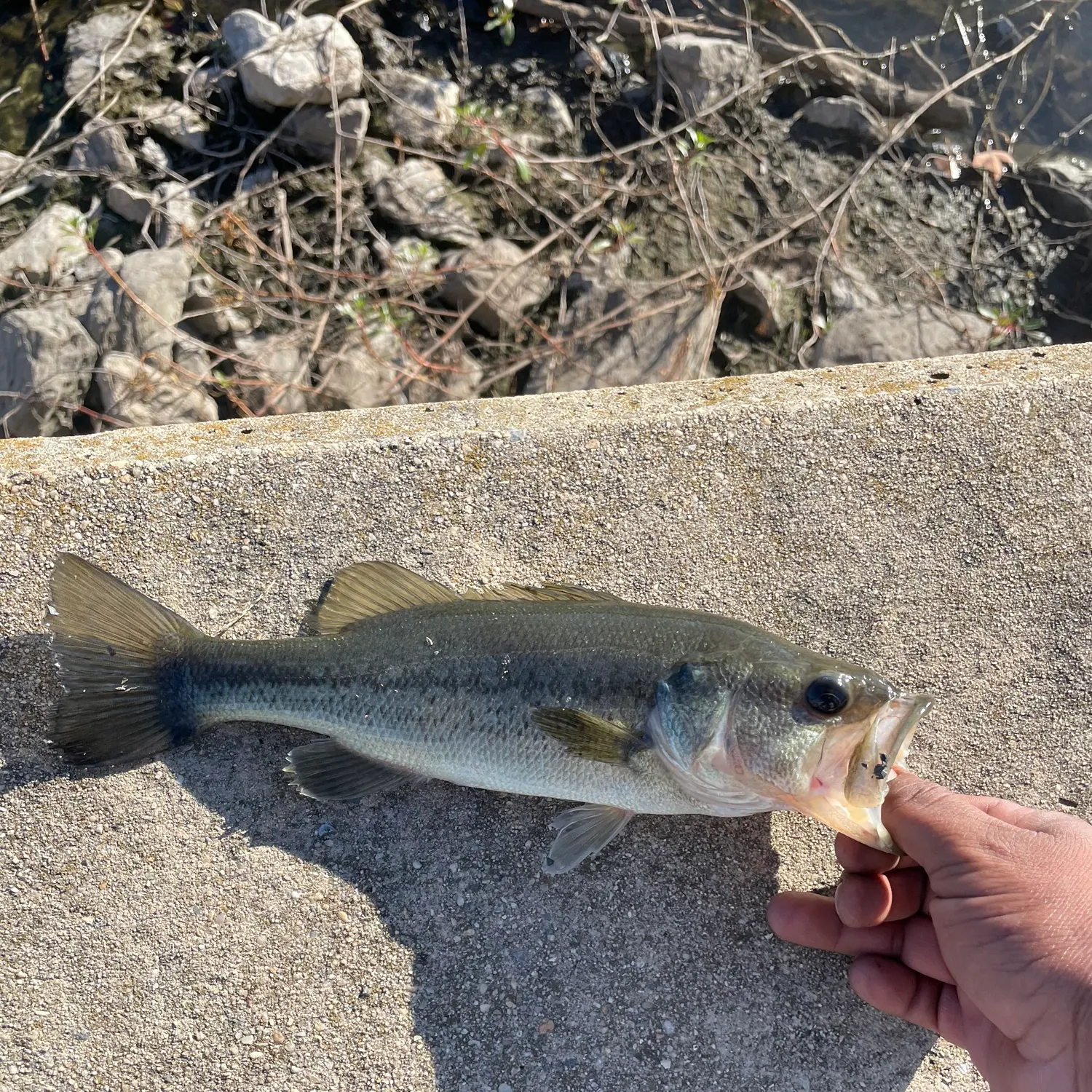 Largemouth bass caught on Fishbrain