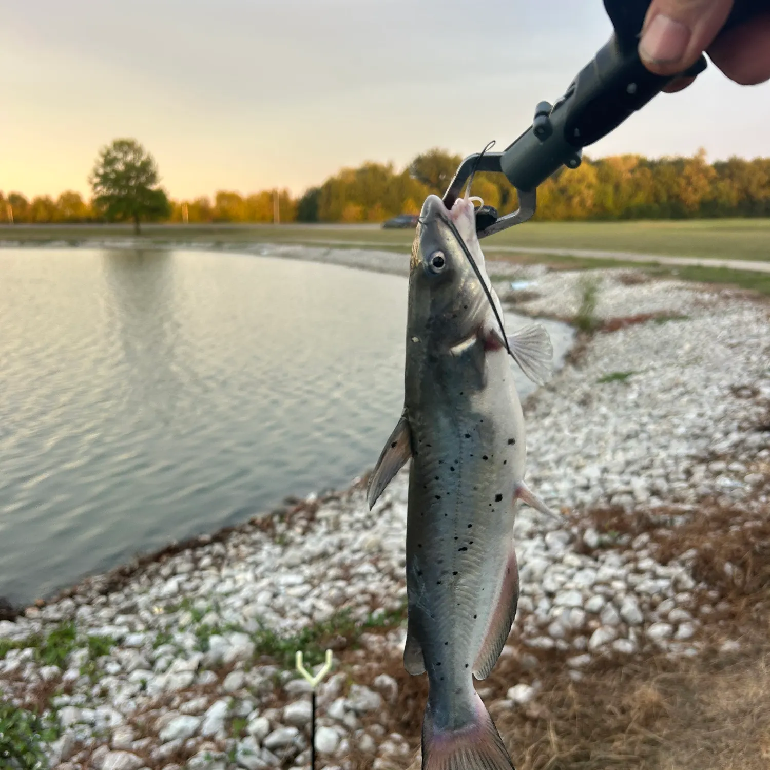 Channel catfish caught on Fishbrain