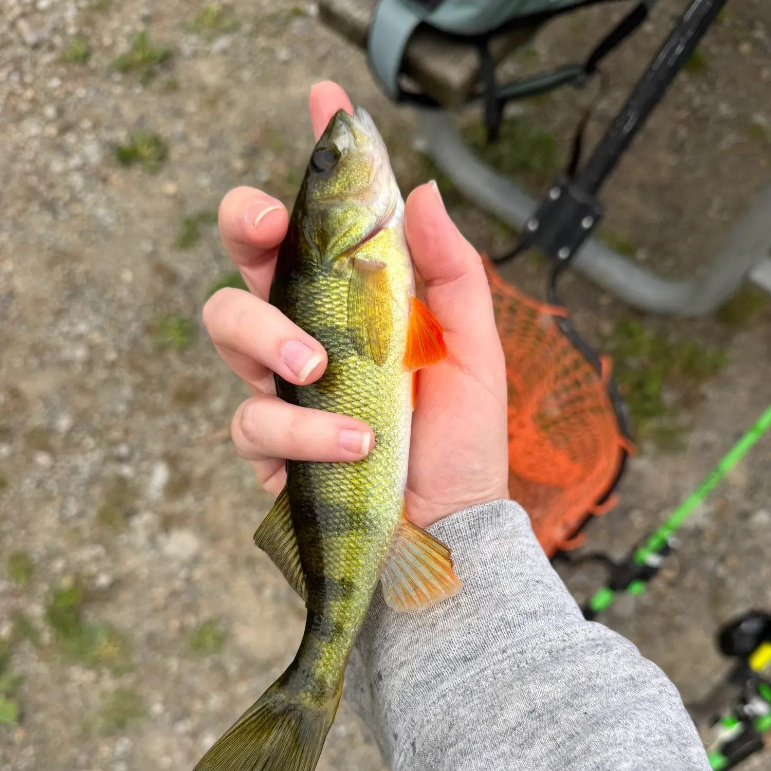 Yellow perch caught on Fishbrain