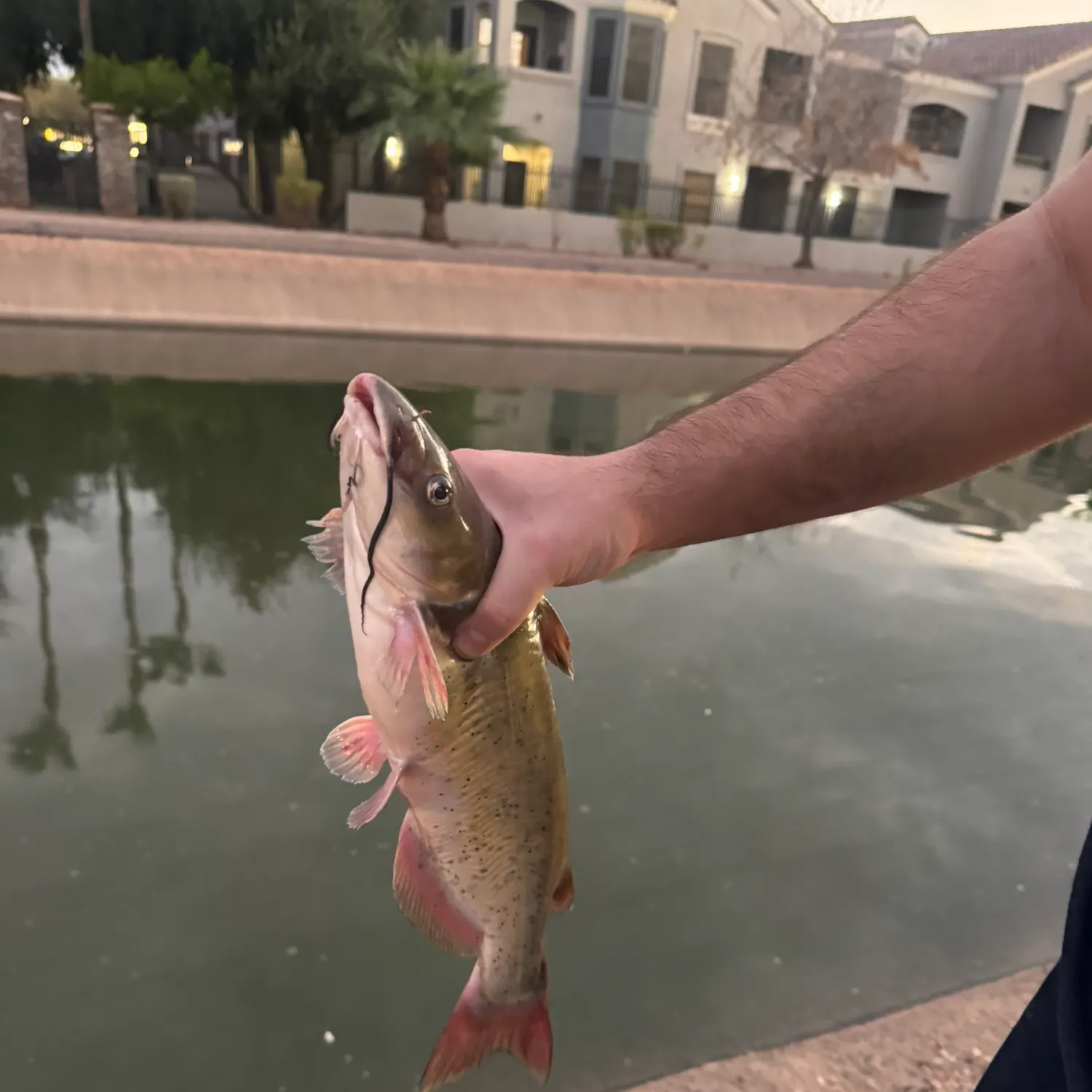 Channel catfish caught on Fishbrain