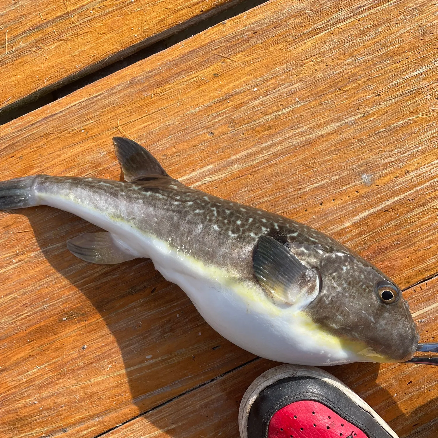The most recent Shōsai pufferfish catches on Fishbrain