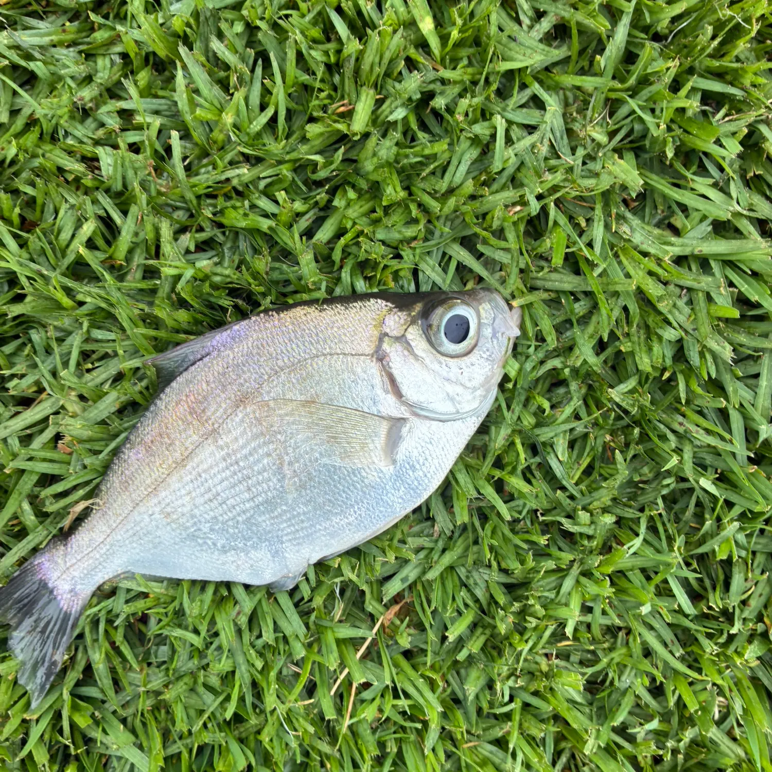 The most recent Walleye surfperch catches on Fishbrain