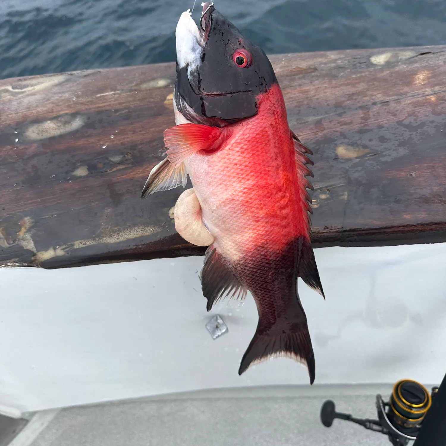 The most recent California sheephead catches on Fishbrain