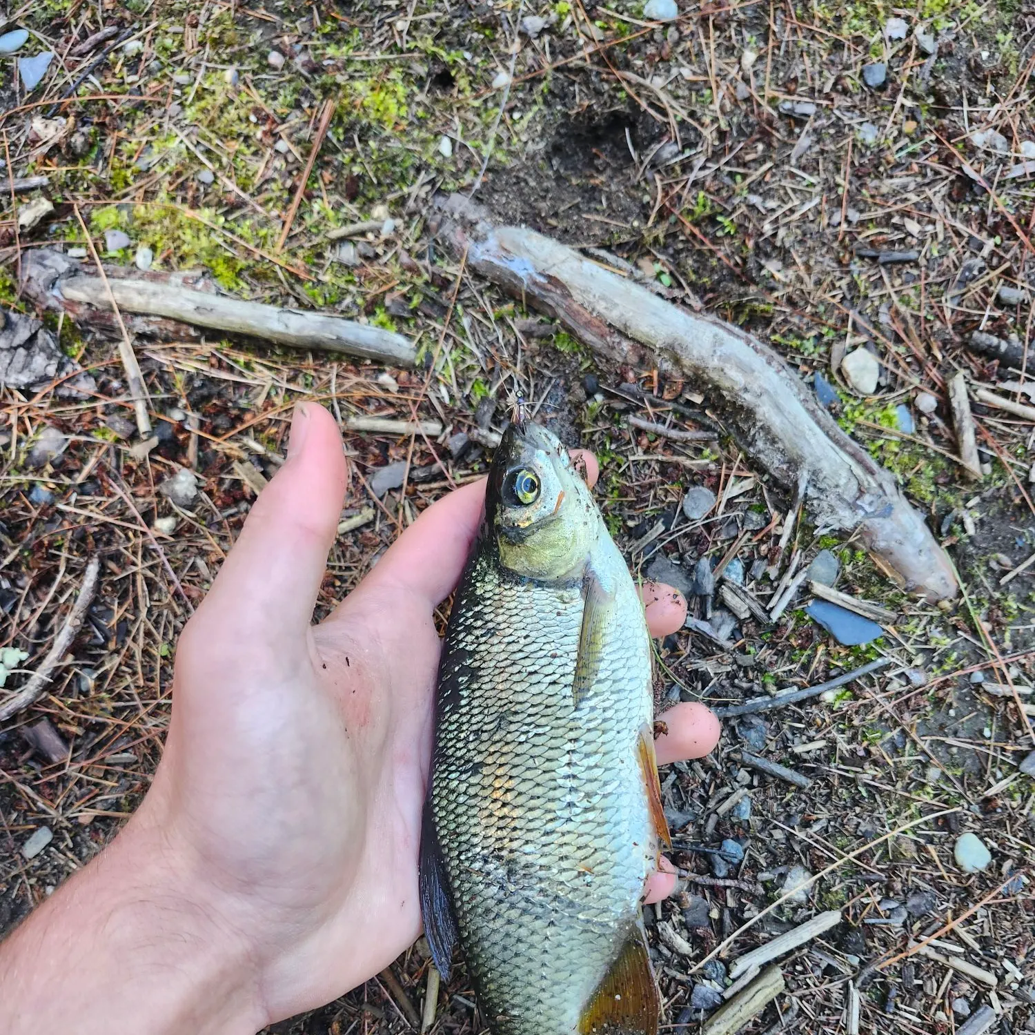 Golden shiner caught on Fishbrain