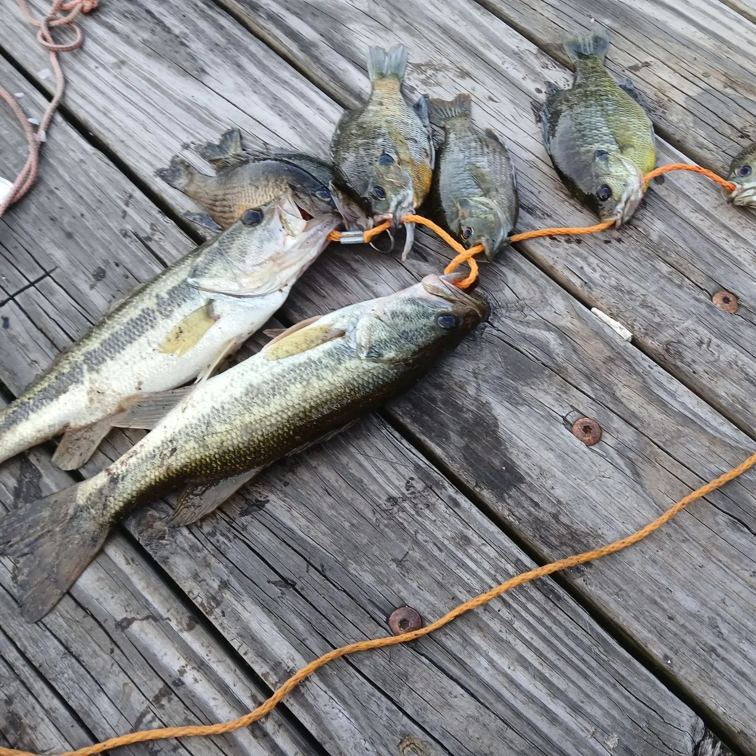 recently logged catches