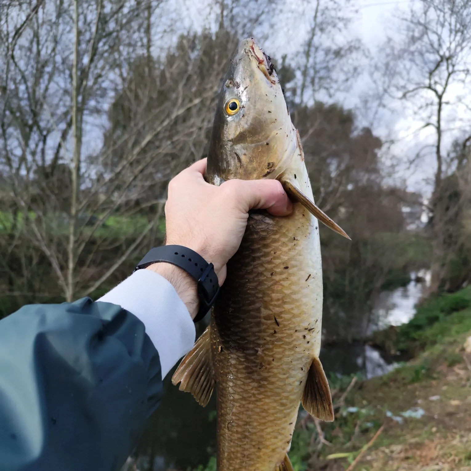 The most recent Common barbel catches on Fishbrain