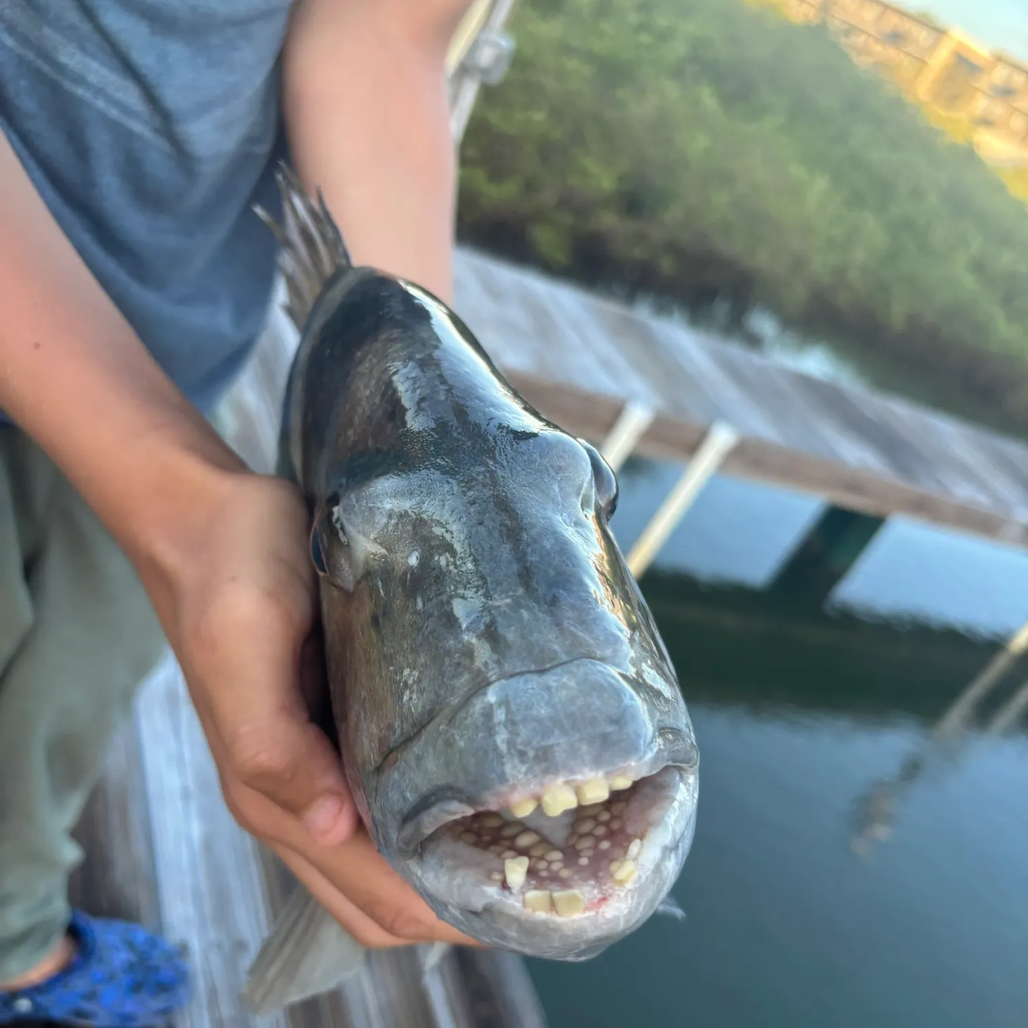 Sheepshead caught on Fishbrain
