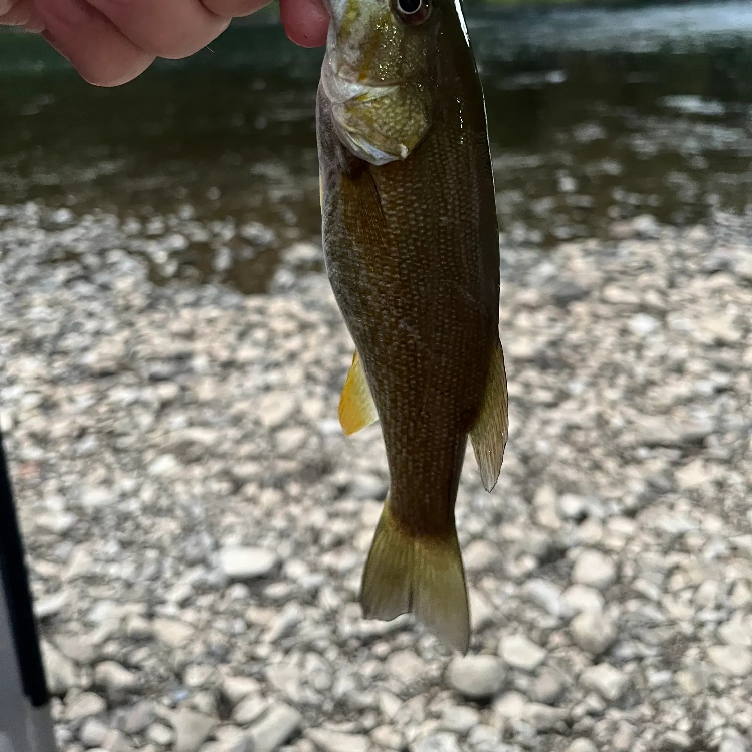 Smallmouth bass caught on Fishbrain
