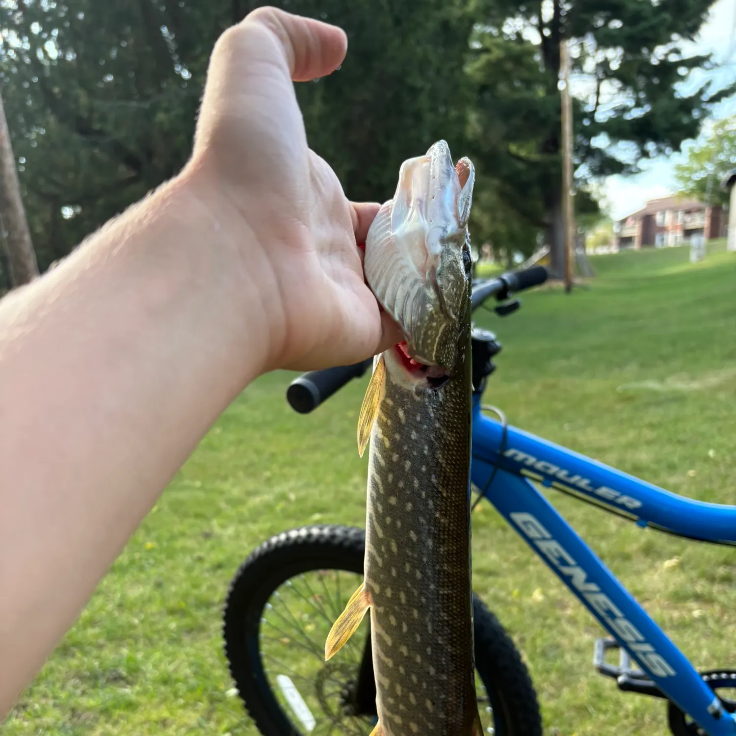 Northern pike caught on Fishbrain