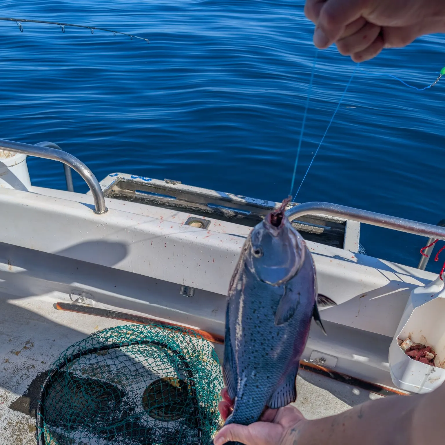 The most recent Blue drummer catches on Fishbrain