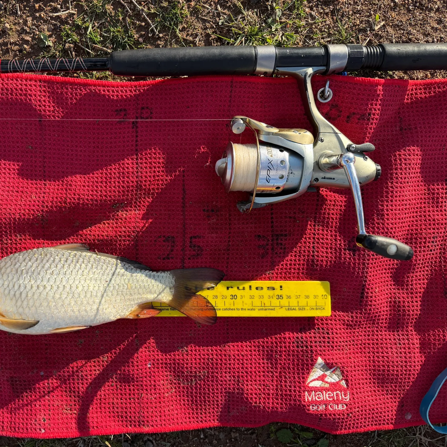 Common carp caught on Fishbrain