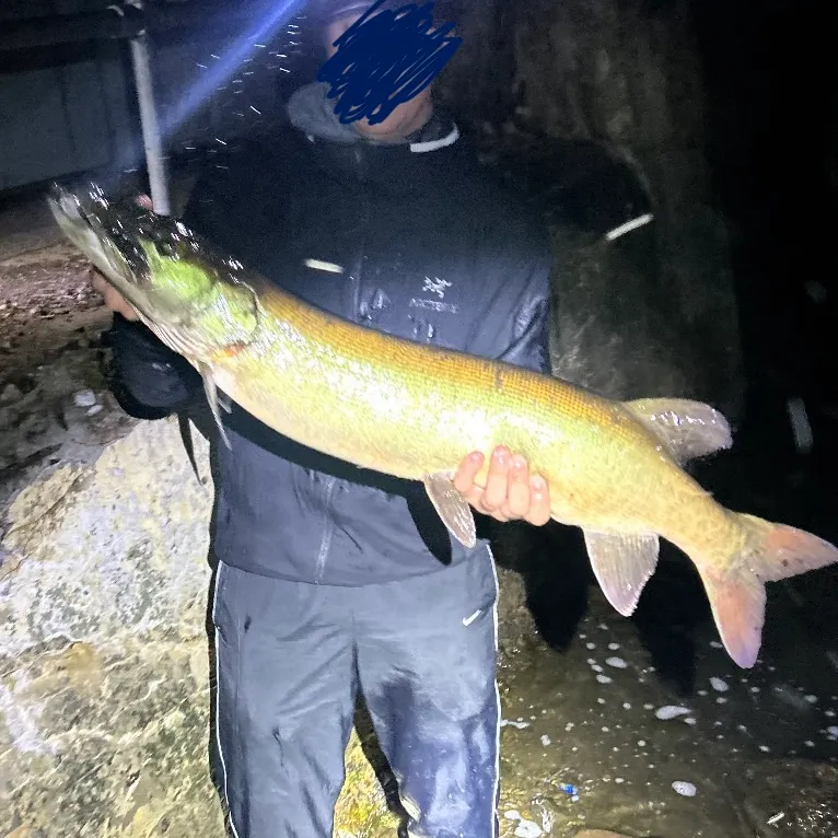 Muskie caught on Fishbrain