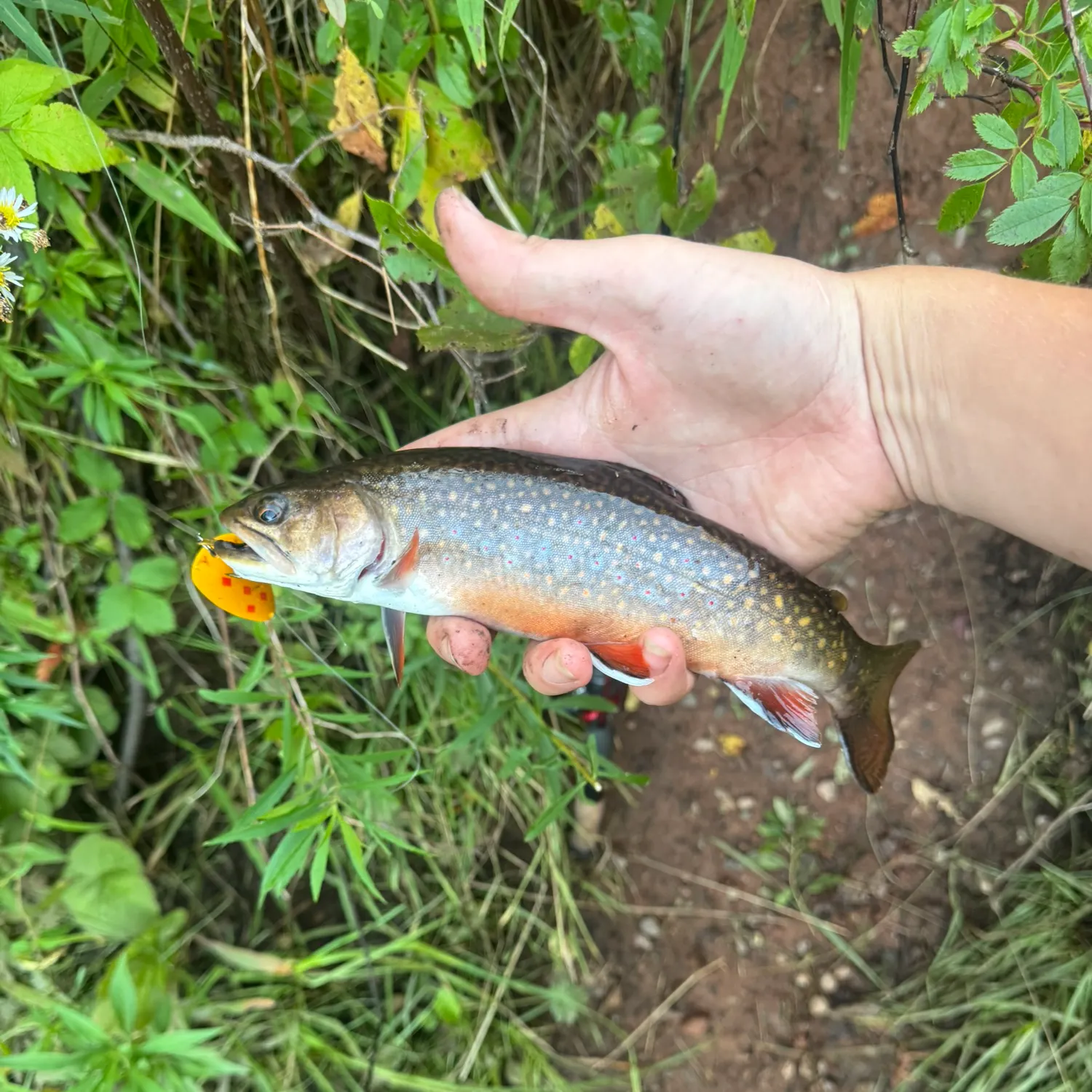 Brook trout caught on Fishbrain