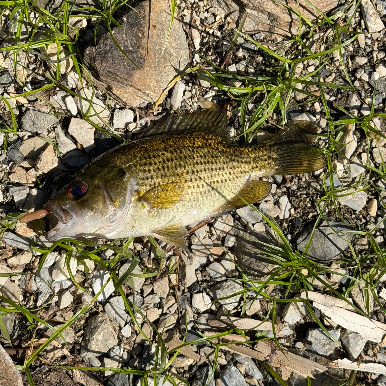 Rock bass caught on Fishbrain