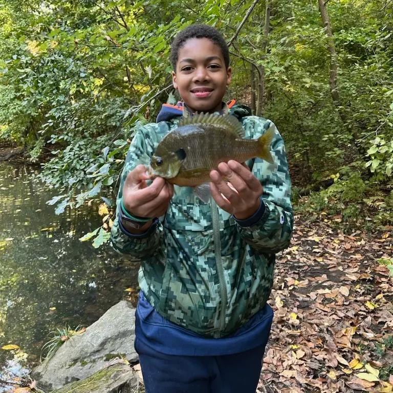 Bluegill caught on Fishbrain