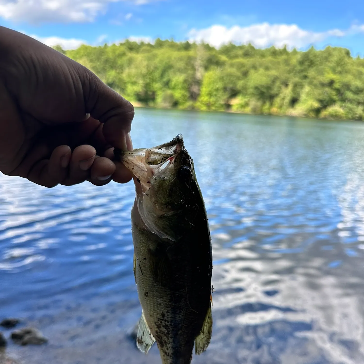 Largemouth bass caught on Fishbrain