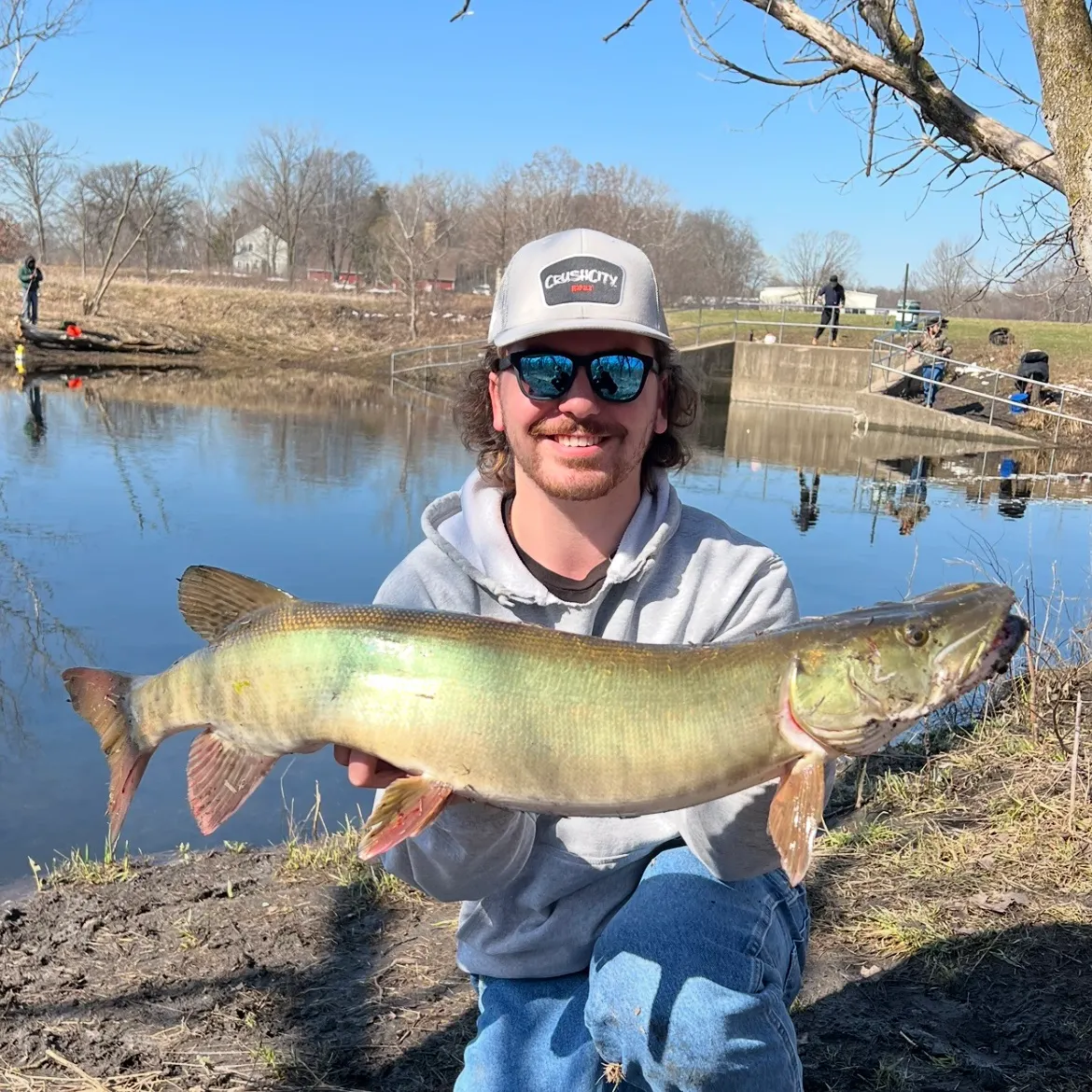 The most recent Muskellunge catches on Fishbrain