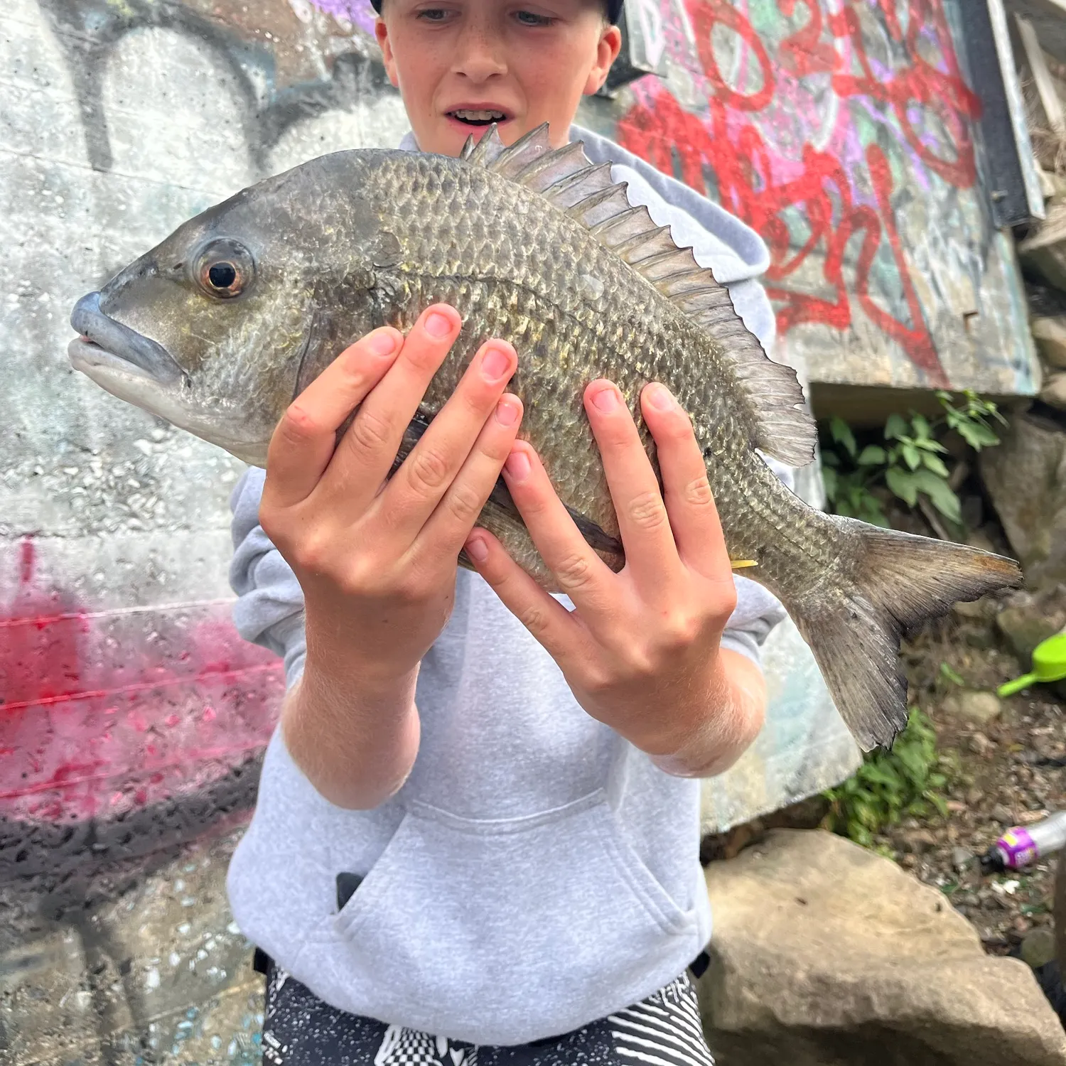 Southern black bream caught on Fishbrain
