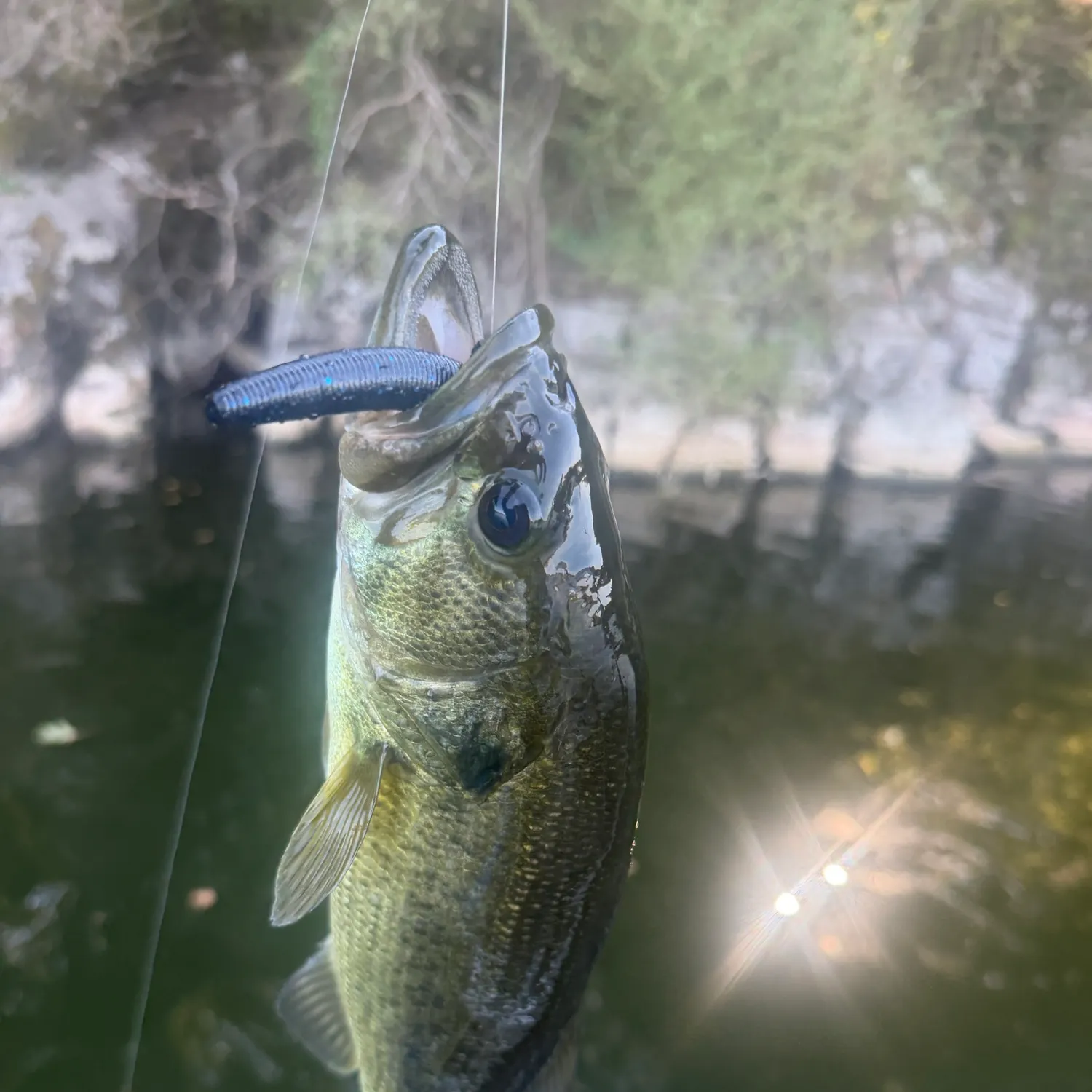 Largemouth bass caught on Fishbrain